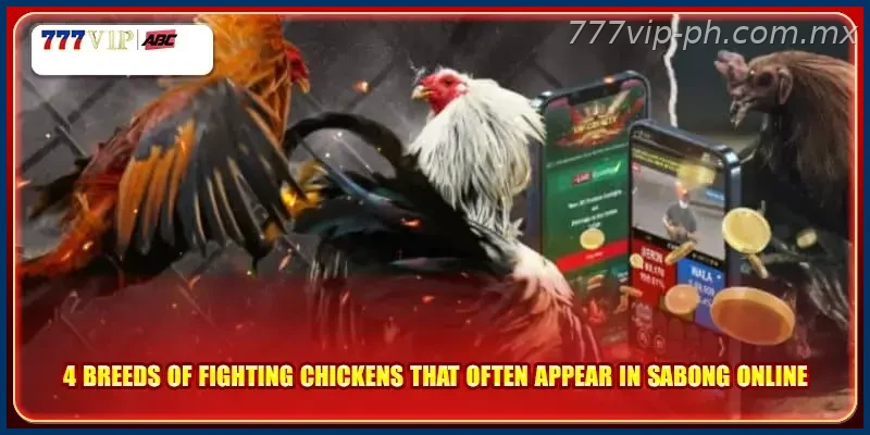 4 breeds of fighting chickens that often appear in sabong online
