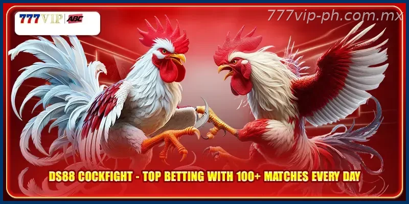 DS88 Cockfight Top Betting With 100+ Matches Every Day