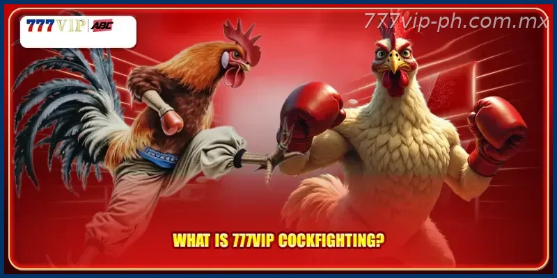 What is 777VIP cockfighting?